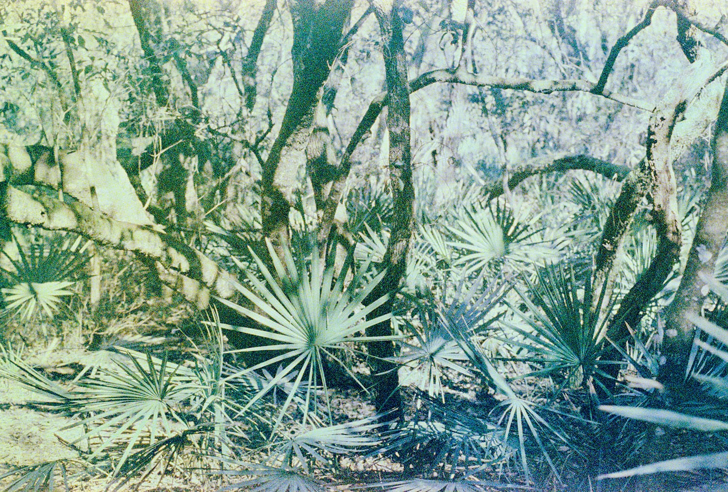 Fern::Fern (Wakulla Springs, FL) (2018)