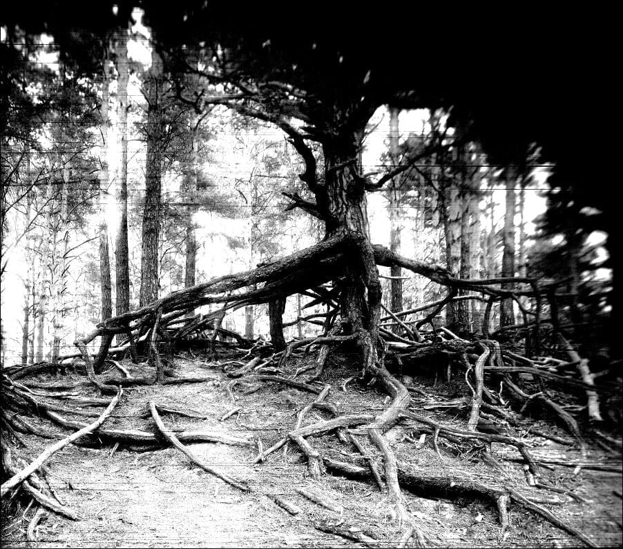 Scanned Lines (2009)