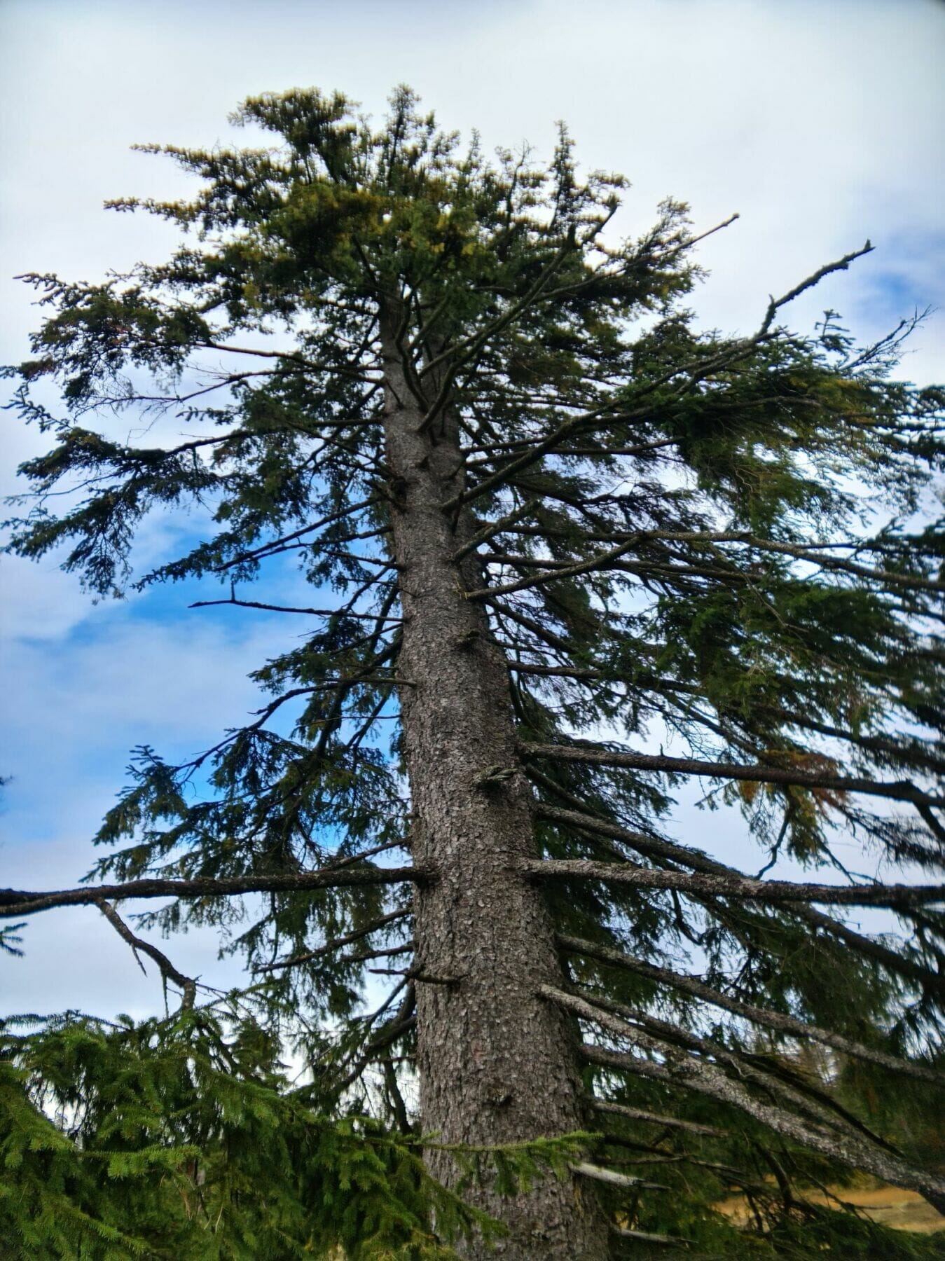 Anamorphic resin (2020)