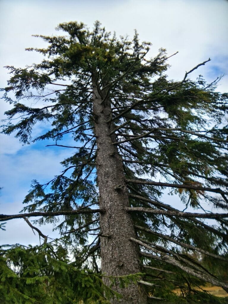 Anamorphic Harz (2020)