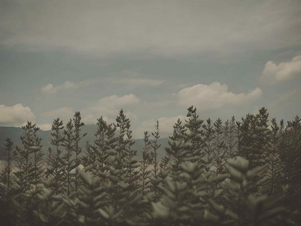 Mountain Flax Fields 8k Ultrarealistic Photogr Ilz86590