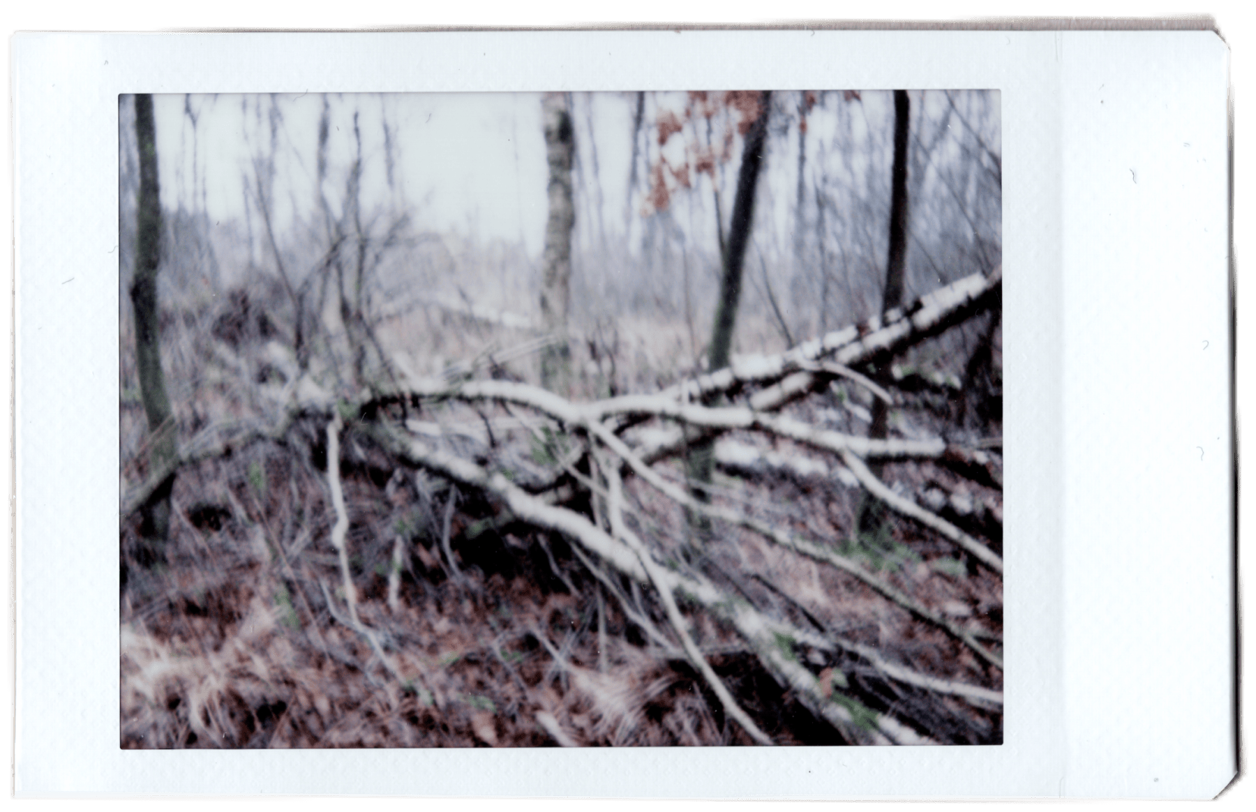 Instant Trees (2020)