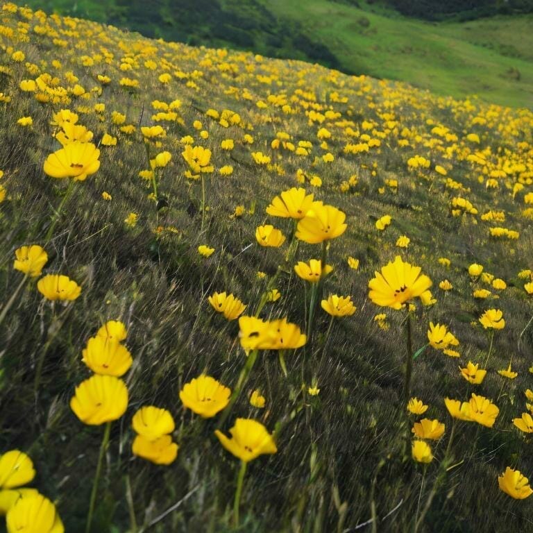 Yellow Flowers On A Meadow On A Slope 8k Ultrare Icna5go0