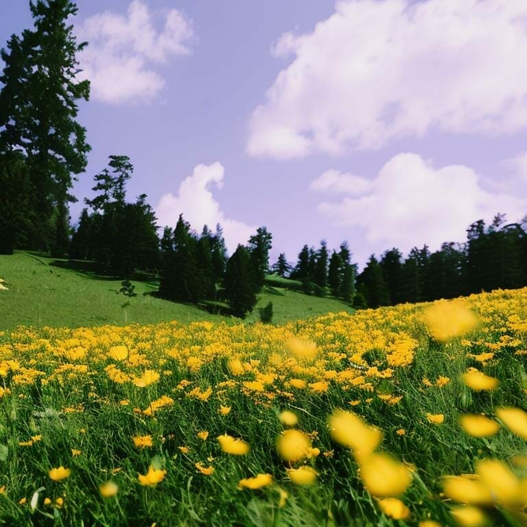 Yellow Flowers On A Meadow On A Slope 8k Ultrare Icoxob20