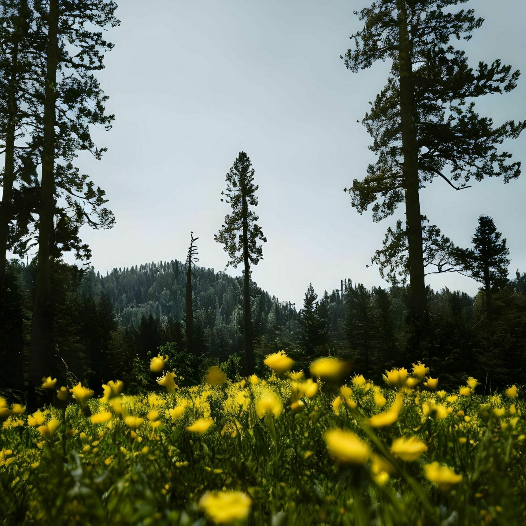 Generated Landscapes (2023)