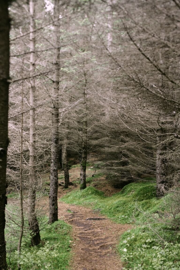 Hofsstadaskogur (2024)