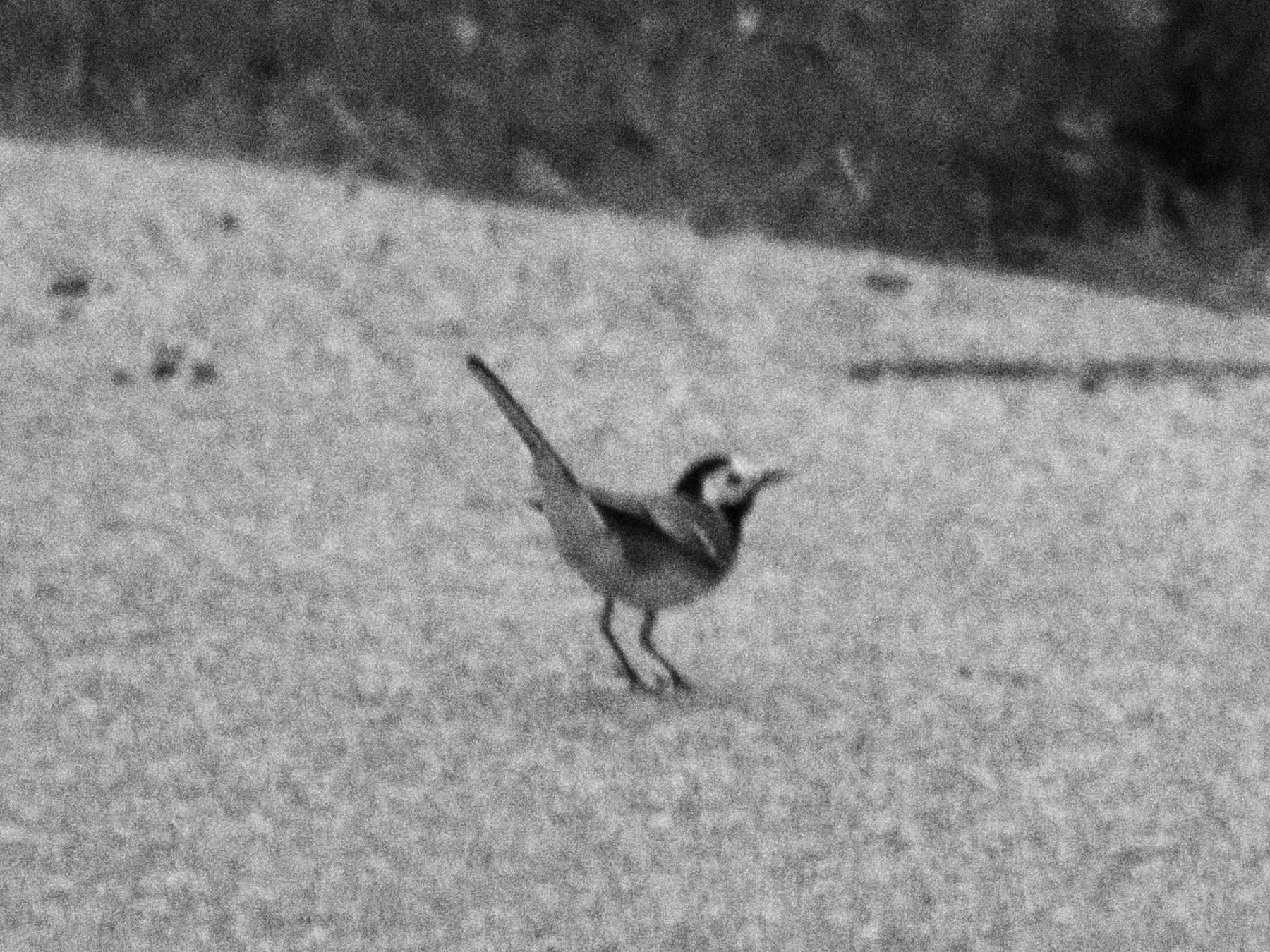 White wagtail (2025)